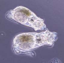 brachionus